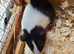 Guinea Pigs