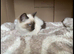BEAUTIFUL RAGDOLL KITTEN 1 LEFT!!!