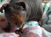 Skinny pig females