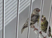 BEAUTIFUL PAIR SISKIN MUTATION COLOUR