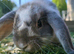 Bonded Brothers Lop Rabbits
