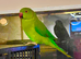 Stunning young Indian Ringnack parrot
