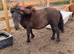 Mini Shetlands