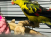 Rock pubbler parrot