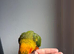 14 weeks old handreard silly tame sunconure