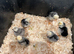 Polish Bantam Chicks / Hatching eggs