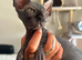 Bambino Sphynx Kittens Ready