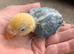 Fisher turquoise opaline lovebird DNA tested