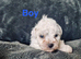 Shipooh puppies