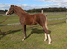 Welsh B filly foal