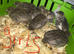 SEXED QUAILS/CHINESE PAINTED BUTTONS !