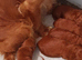 Ready Now F1 Toy Cockapoo Puppies Health Tested