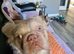 Long hair french bulldog