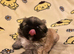 Beautiful Pekingese puppy's