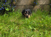 Long haired dachshunds puppies