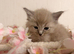 Beautiful Ragdoll kittens