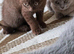 Two chocolate bsh ready to leave TICA reg