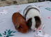 Guinea pigs
