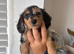 3 Miniature Dachshund puppies ( 2 Tan&1 long haired silver dapple )