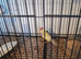 Guioldian finch pair