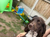 Last boy &pound;1000 girls &pound;1300 Beautiful Little of cockerspaniel puppies