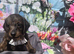 Gorgeous PRA clear Daxipoo puppies hypoallergenic teddy bears