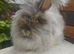 English Angora Doe looking for a home.