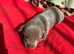Kc Miniature dachshund
