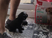 4 male cocker spaniel puppies