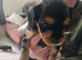 Yorkiepoo puppies