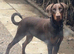 Stunning Isabella KC registered Doberman puppies