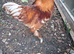 Bantam Cockeral