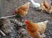 Hens for sale- 2 year old healthy laying brown hens