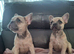French bulldog pups (kc reg )