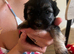 Bichon Havanes