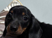 Stunning litter mini Dachshund puppies