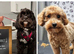 Gorgeous, cuddly little Cavapoo puppy