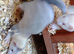 Baby ferrets