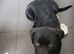 Labrador / Rotweiler.