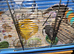 Syrian hamster with cage