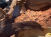 Male Ackie for sale with Viv