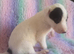 Grayhound puppies ready now