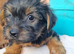 Yorkshire terrier puppies for sale