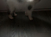 Beautiful fluffy female cat