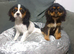 Beautiful cavalier girls