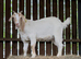 Boer x Toggenburg pet goat