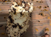 Giant African Land Snails For Sale