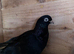 Pigeons for sale
