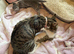 *ONLY Brown & Tabby Girl Available *