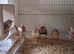 Finches